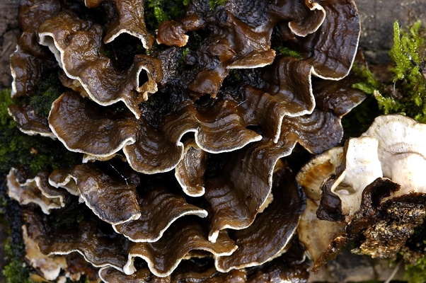 aphyllophorales 2 ( Xylobolus subpileatus)